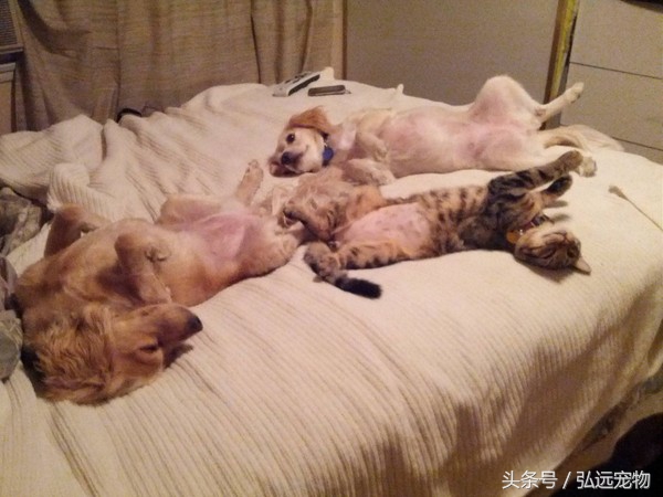 狗狗喜欢睡床,狗狗喜欢睡床边什么意思