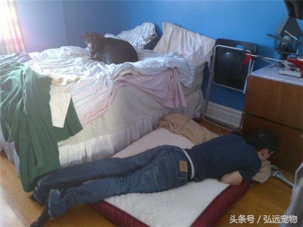 狗狗喜欢睡床,狗狗喜欢睡床边什么意思