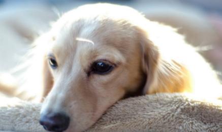 狗狗体外驱虫导致拉稀便血,狗狗如果拉稀了怎么办