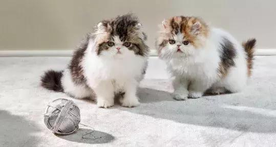 蒂芙尼蓝色蛋仔球,蒂芙尼毛线球多少钱一个