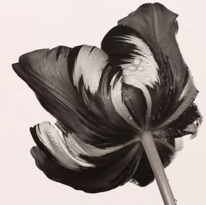 世界摄影大师经典作品欣赏,摄影100张世界摄影大师的黑白作品