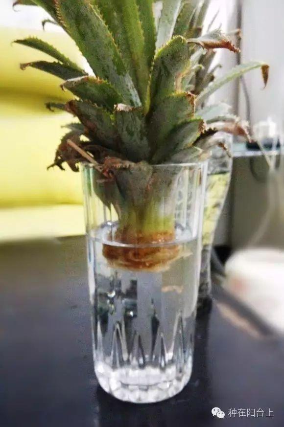 如何用各种水果的种子种植水果苗,水果种植技术水果苗