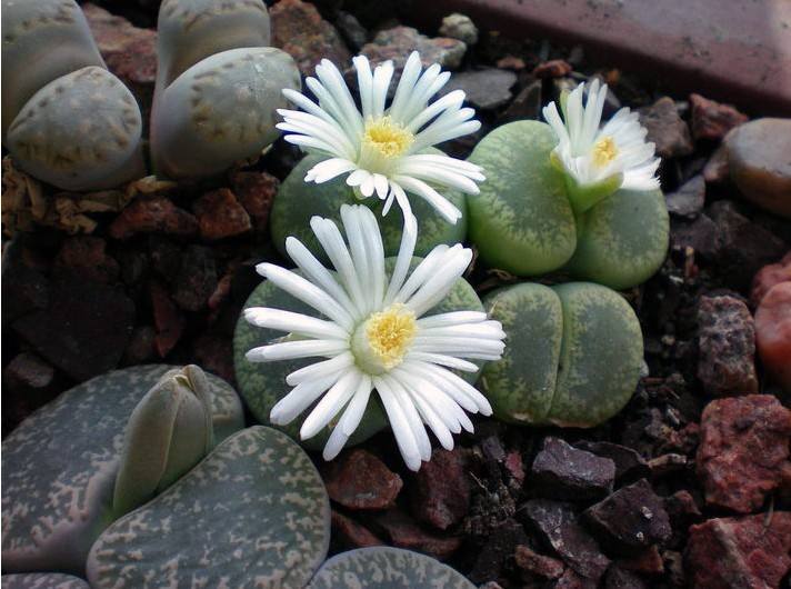 教你怎么养殖非常可爱的生石花,养生石花需要注意什么