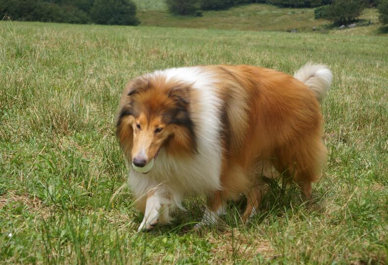 犬类百科德国牧羊犬,犬种百科之安纳托利亚牧羊犬