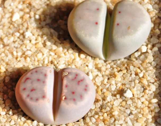 生石花怎么养才会开花快一点,多肉生石花介绍怎么养护会开花