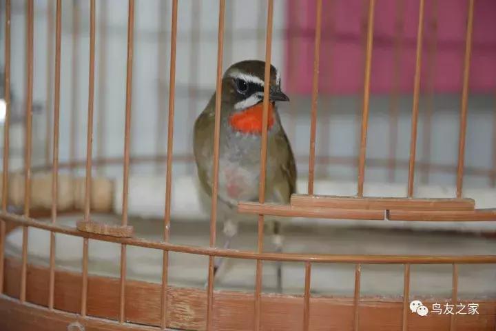 闲聊养鱼技巧大全,闲聊冬季野钓