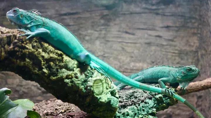 刺激的游乐场把男生吓哭了,刺激的游乐项目把人吓死