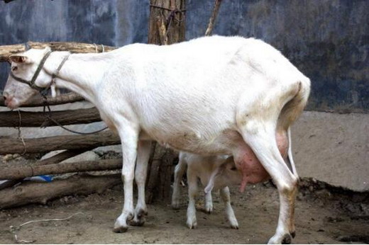 羊产后胎衣不下，病因，及治疗措施！关键时刻能救下两只羊的命！