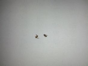 去宠物跳蚤虱子最简单的方法,宠物身上有跳蚤应该怎么办