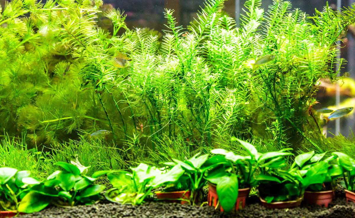 草缸造景中景草怎样选,草缸水草造景教学视频