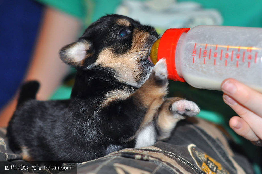 刚生出来比较弱的小狗怎么照顾,刚出生的小狗应该怎么照顾