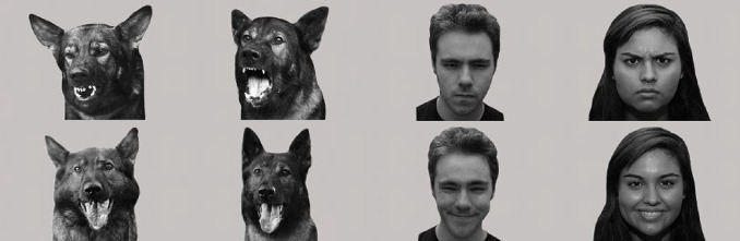 狗为什么舔自己的嘴,很可能因为它认为你是个混蛋!