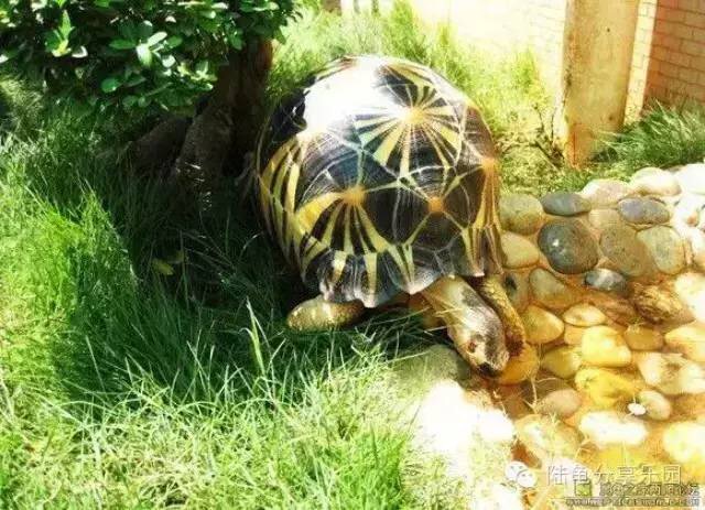 东莞养龟设备,养龟的一套设备大约多少钱