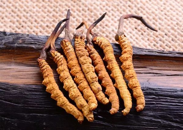 冬虫夏草养生酒的功效,冬虫夏草不抗癌