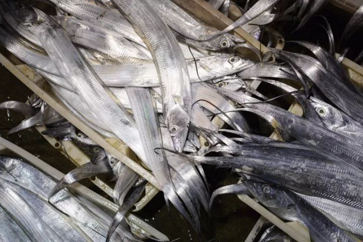 上海吃海鲜必去的地方推荐,距离上海2小时内车程的景点