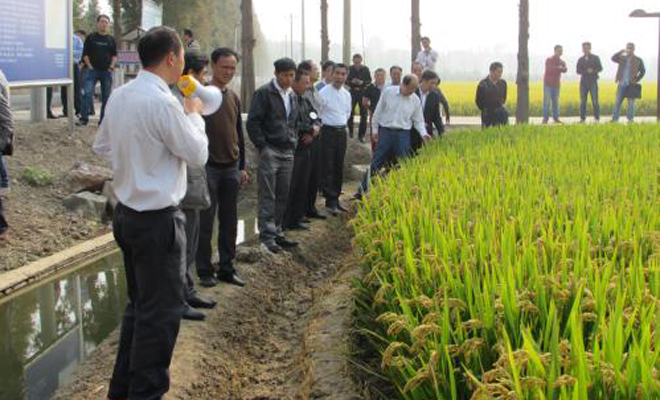水稻高产栽培技术演讲,水稻优质高产栽培技术