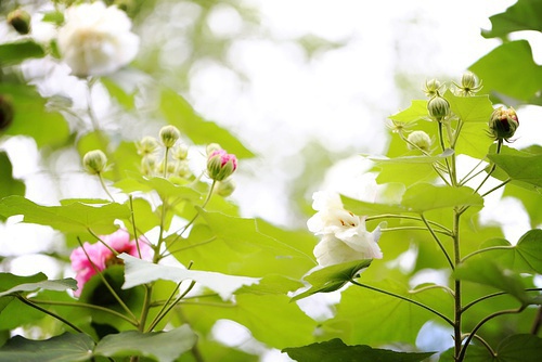 豆瓣日记碎碎念,豆瓣日记完整版