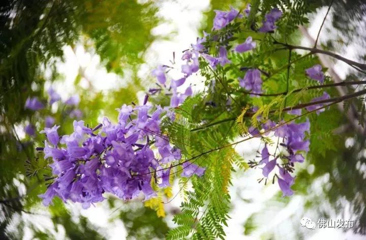 佛山十大森林公园,佛山森林公园在哪里