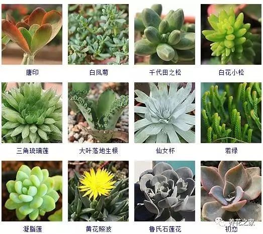 八种常见的多肉植物,215个多肉植物样子