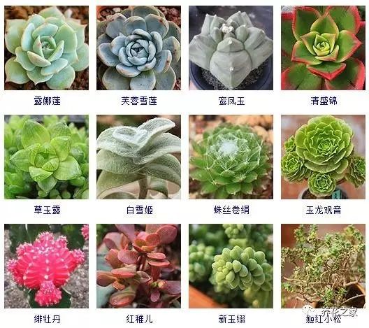 八种常见的多肉植物,215个多肉植物样子