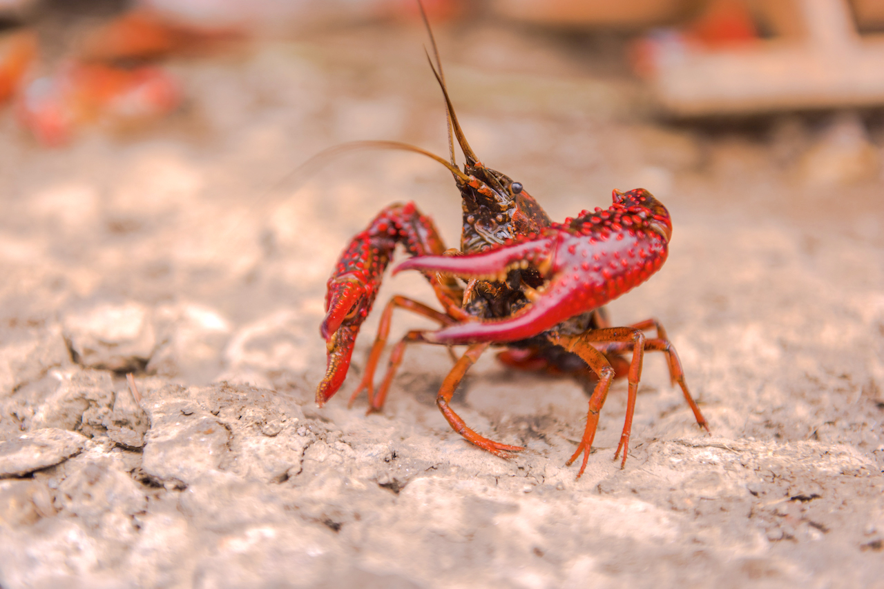 龙虾养殖技术大全,一季龙虾一季鱼的养殖技术指导