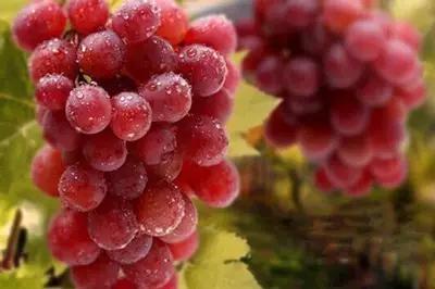 辽宁特色水果常用知识,辽宁好吃的水果特产有哪些