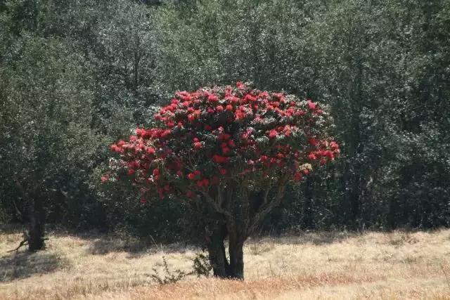 人间四月天，醉美是寻甸！