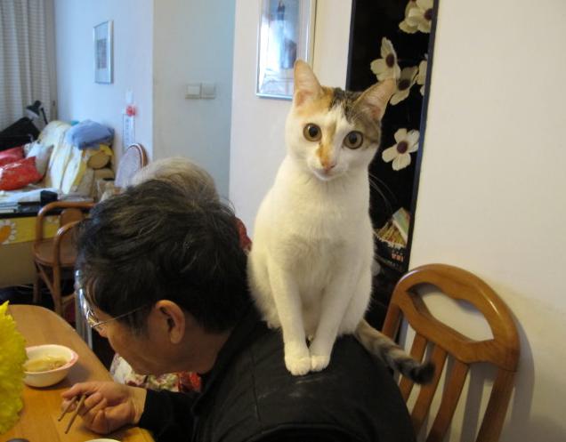 猫咪我是你的左右眼,猫咪我是你的唯一