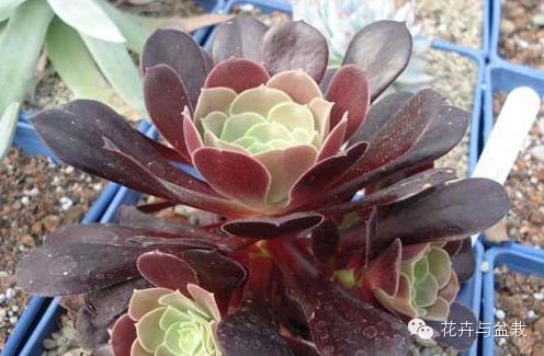 黑法师开花后怎么处理,黑法师花怎么养