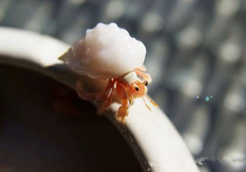 那些不认识的海鲜小干货,超级干货2022