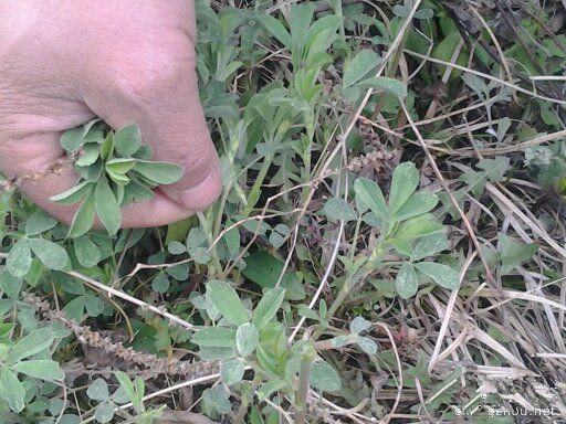 还记得，那一曲，苜蓿唱给岁月的歌