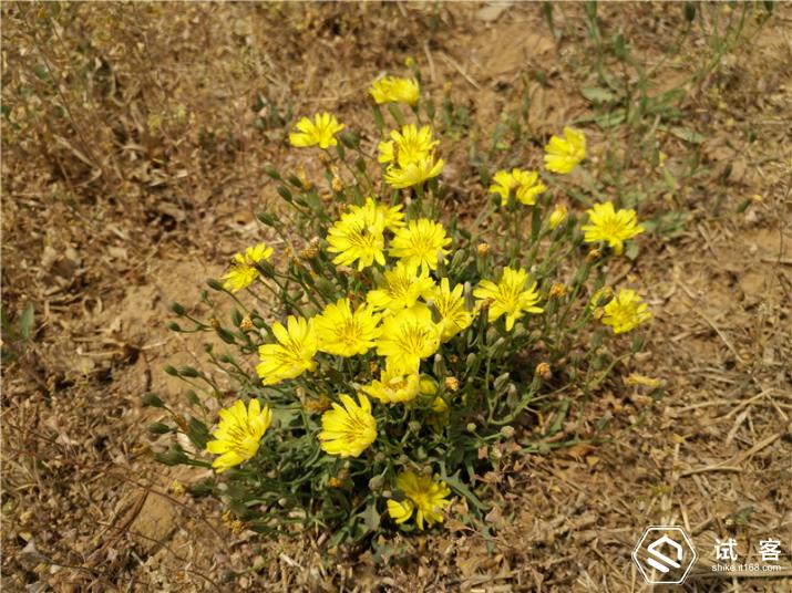 vivoxplay5手机,vivoxplay5的卖点讲解