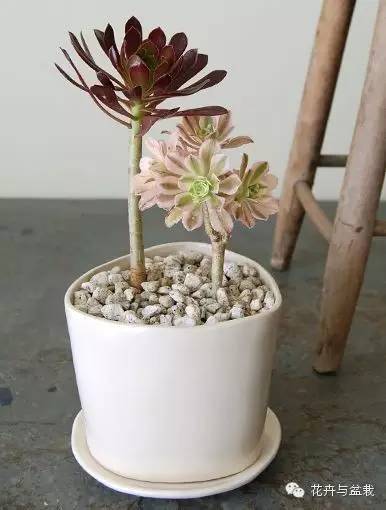 黑法师开花后怎么处理,黑法师花怎么养