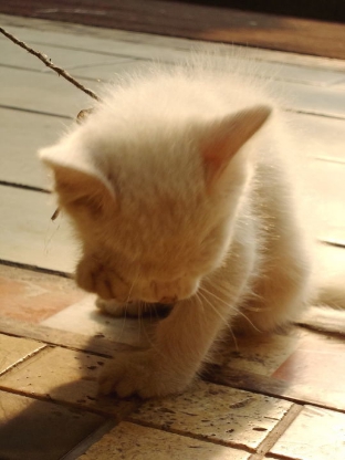 猫咪捂脸真可爱,猫咪害羞捂脸