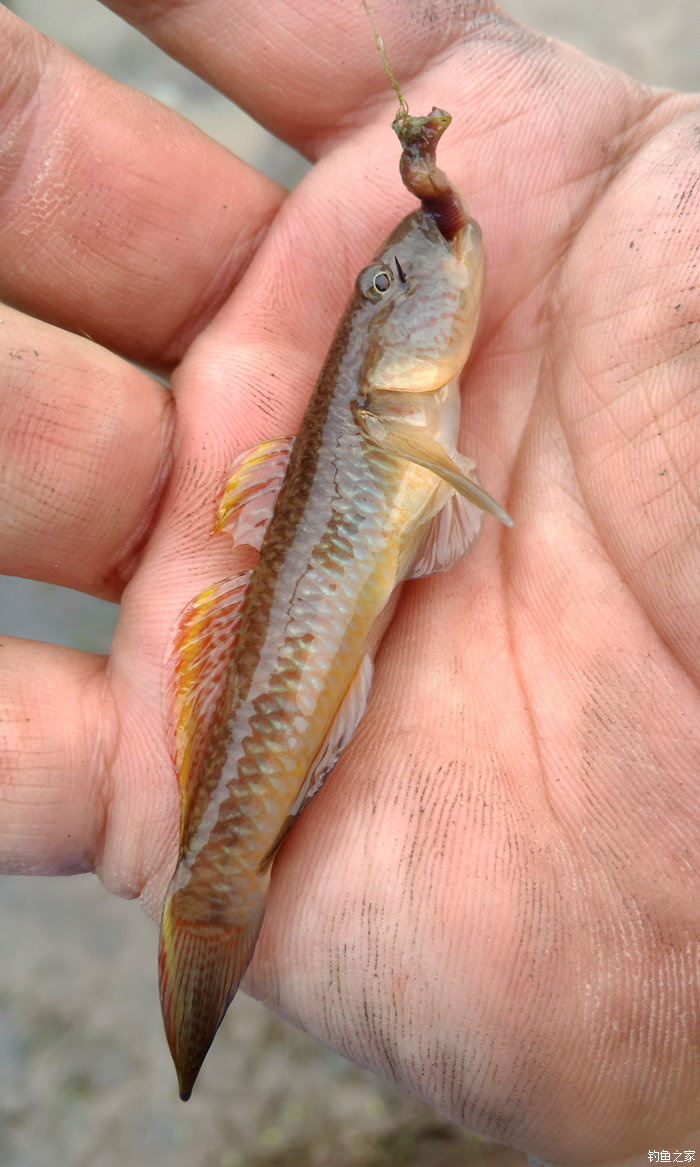 八一水库钓草鱼,八一水库钓青稍