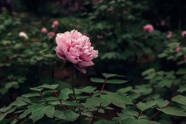 铜陵这里怎么会有金色的河流,惊呆了!