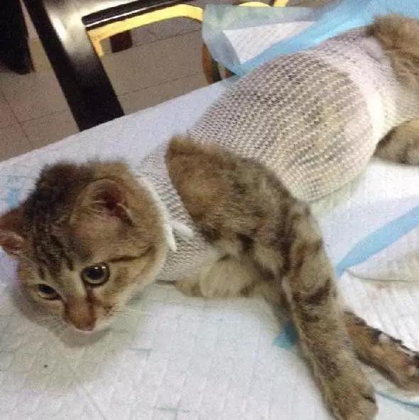 上海领养代替购买,上海领养孩子有补贴吗