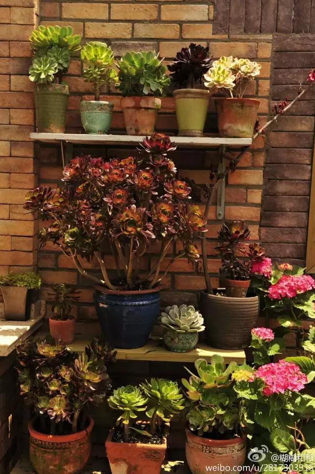 春田花花好物分享,春田花花创作的原创