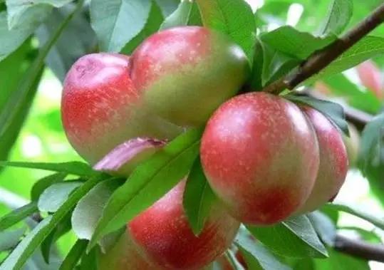 辽宁特色水果常用知识,辽宁好吃的水果特产有哪些