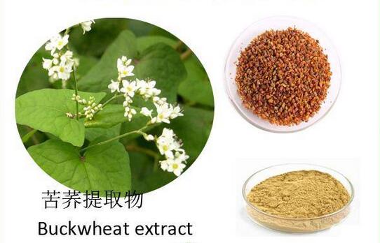 苦荞提取芦丁的工艺流程图,苦荞黄酮提取设备