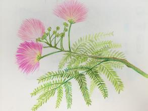 久服安神,欢乐无忧,专治心思不遂神经衰弱,你造吗?