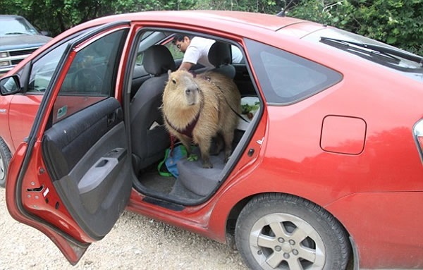 人见人爱车见车载花见花开,人见人爱花见花开车见车英文