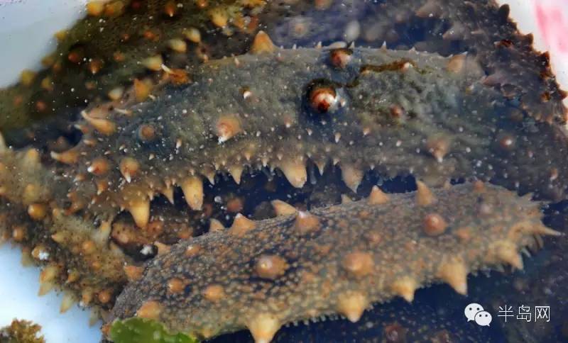 那些不认识的海鲜小干货,超级干货2022