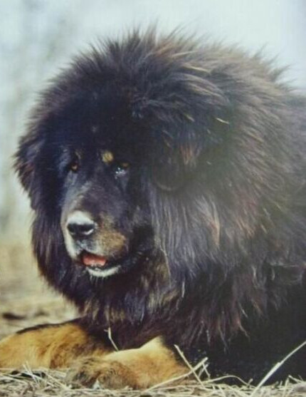 如何正确预防被恶犬攻击,被猛犬攻击的10个方法