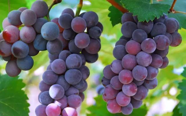 水果上午吃是金下午吃是银,早上水果是金中午水果是银