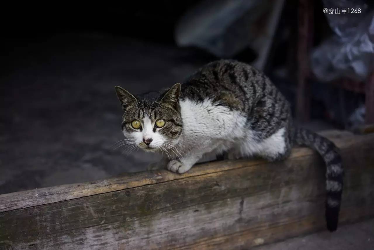 无锡农历四月二十玉祁镇庙会,三月三无锡哪个地方庙会
