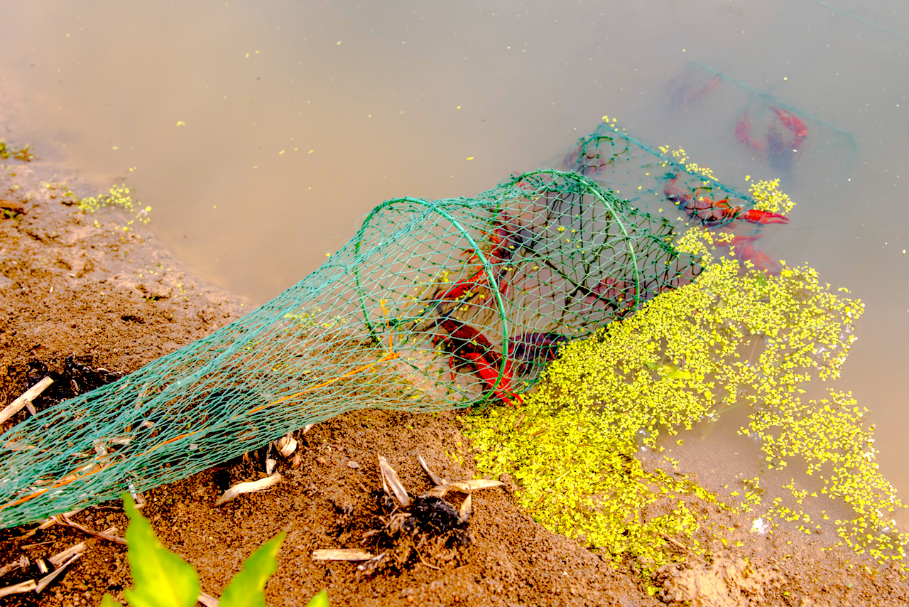 龙虾养殖新手入门教程,龙虾养殖技术入门