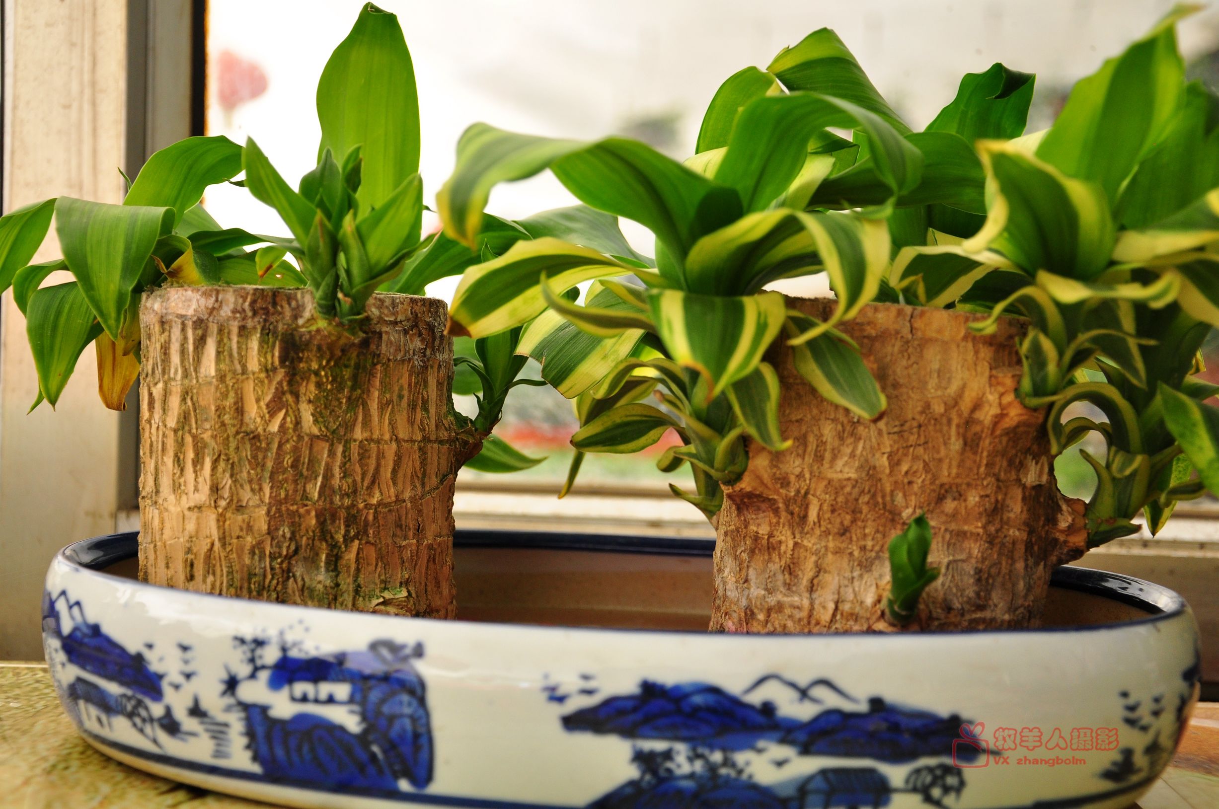 冬天室外植物怎么养,北方冬天室外植物怎么过冬