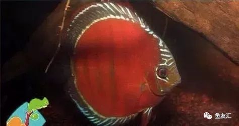 野菜分类,野彩和家彩的饲养区别