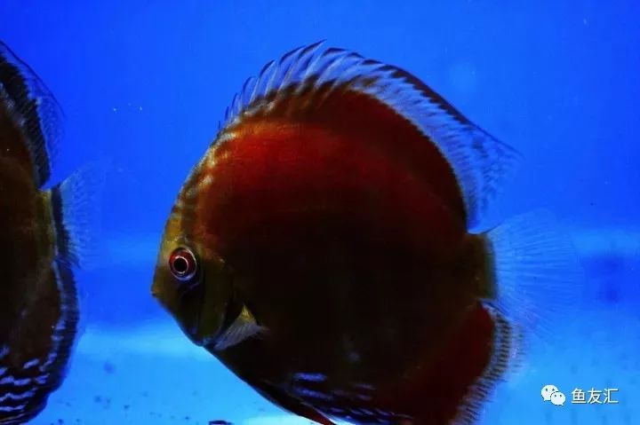 野菜分类,野彩和家彩的饲养区别